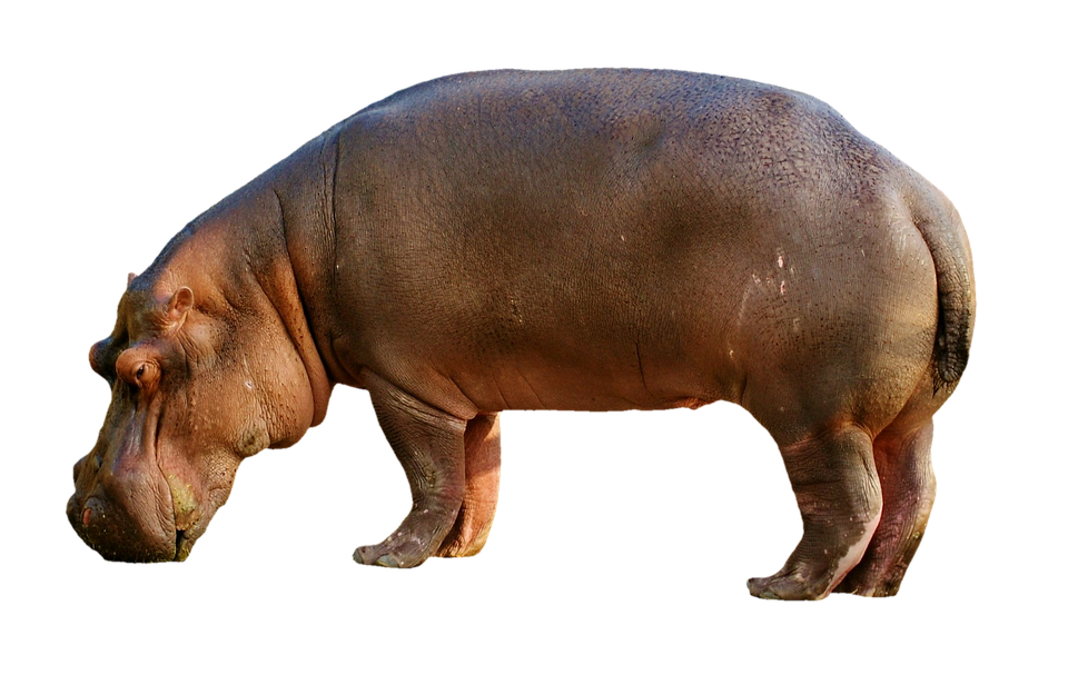 Hippo nain