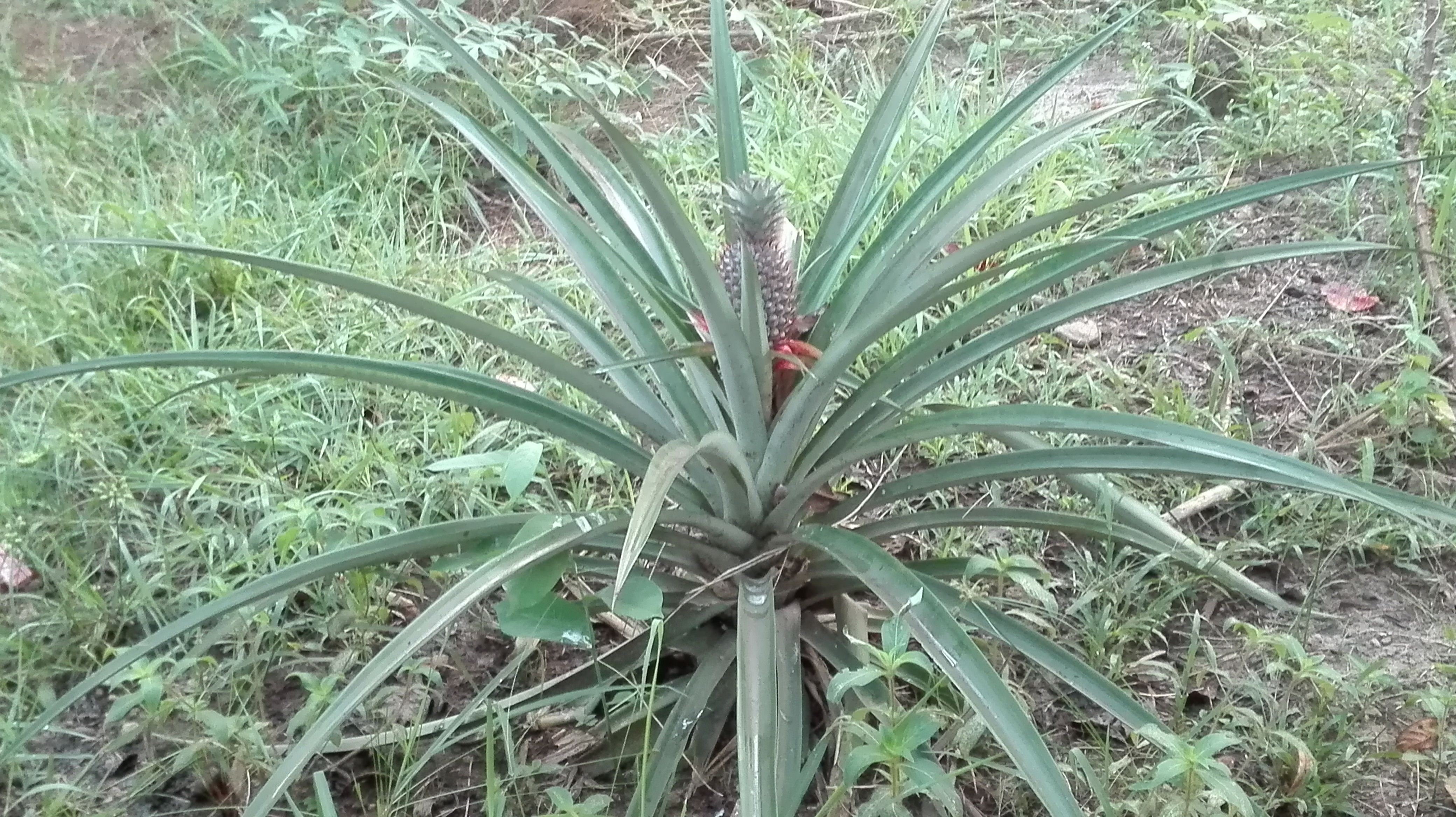 pineapple Liberia